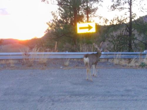 we see these deer when overlooking Lake Roberts.